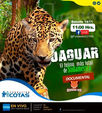 El Felino más letal de Sudamérica